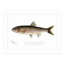 Fall Fish or Silver Chub Post Card
