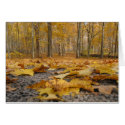 Fall Flooring cards