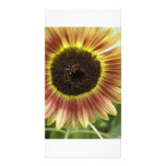 Fall Flower Photo Cards