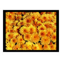 Fall Flowers posters
