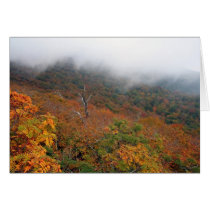 Fall & Fog cards