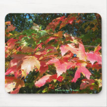 Fall Foilage - Boston, Massachusetts Mouse Pad