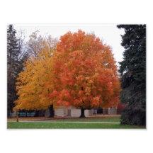 Fall Foilage on Two Trees Photo Print