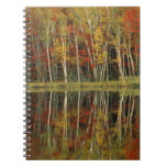 Fall Foliage and Birch Reflections; Hiawatha