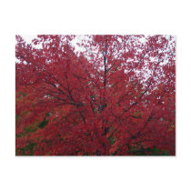 Fall Foliage in NH 2 postcards