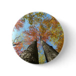 Fall foliage looking up 2 pin