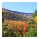 Fall Foliage posters by Sanjo_Gallery Fall Foliage posters