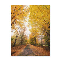 Fall Foliage Walking Path postcards