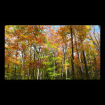 Fall Forest Photo Print