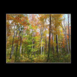 Fall Forest Postcard