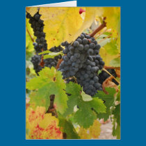 Fall Harvest in the Wine Country cards