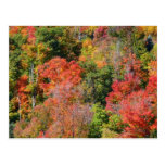 Fall Hillside Postcard