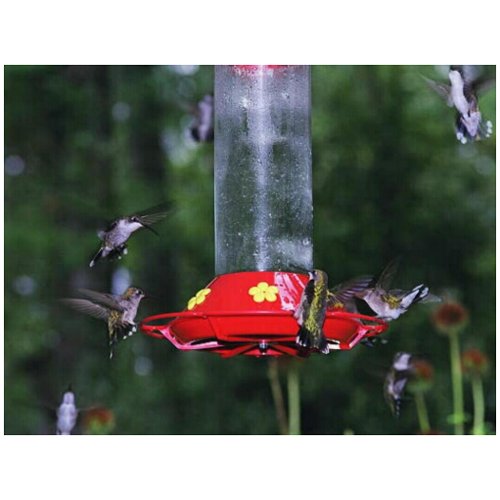 Fall Hummingbird Migration postcard
