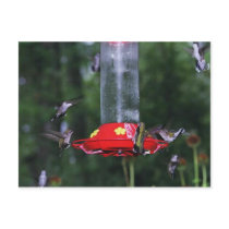 Fall Hummingbird Migration Postcard