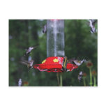 Fall Hummingbird Migration Postcard