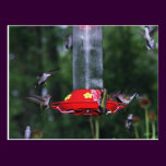 Fall Hummingbird Migration postcards