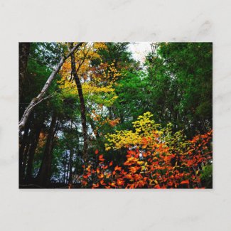 Fall in New England-postcard postcard