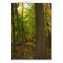 FALL IN THE FOREST #2 CARDS