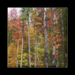 Fall in the Forest Magnet