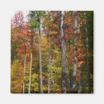 Fall in the Forest Magnet