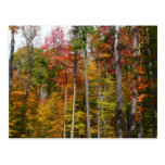 Fall in the Forest Postcard
