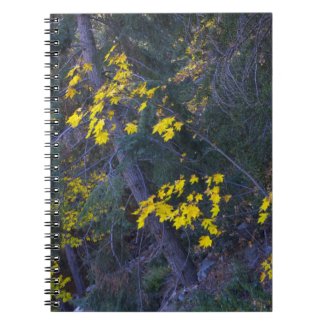 Fall in the Mountains 4 Spiral Note Books