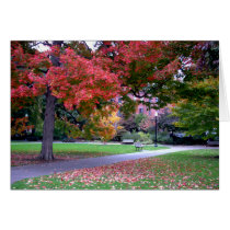 Fall in the Public Garden cards