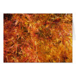 Fall Japanese Maple Fall Japanese Maple