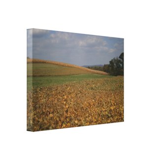 Fall Landscape Photograph Wrapped Canvas Gallery Wrapped Canvas