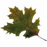 fall leaf 1 photo cutouts
