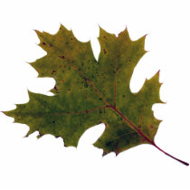 fall leaf 1 photo cutouts