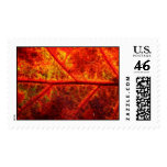 Fall Leaf Autumn Leaf Foliage Fall Wedding Postage