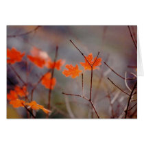 Fall Leaf cards