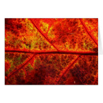Fall Leaf Greeting Cards