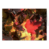 Fall Leafs I Photographed cards