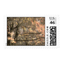 Fall Leafs I Photographed postage