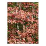 Fall Leaves / Boston, Massachusetts