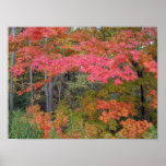 Fall leaves in Northeast Ohio Poster