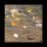 Fall Leaves in Pond Magnet