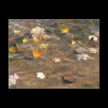 Fall Leaves in Pond Postcard