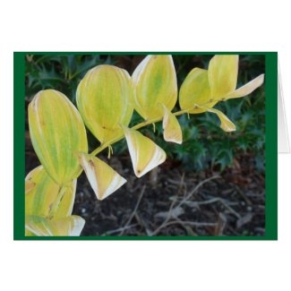 Fall Leaves in Virginia card