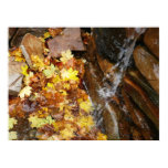 Fall Leaves in Waterfall III Autumn Nature Poster