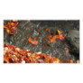 Fall Leaves in Waterfall Photo Print