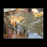 Fall Leaves in Waterfall Postcard