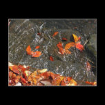 Fall Leaves in Waterfall Postcard