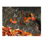 Fall Leaves in Waterfall Postcard