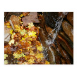 Fall Leaves in Waterfall Postcard