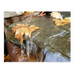 Fall Leaves in Waterfall Postcard