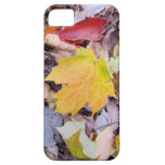 Fall leaves iPhone 5 case casemate cases