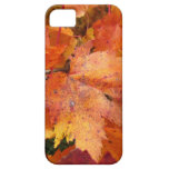 Fall Leaves iPhone 5 case casemate cases